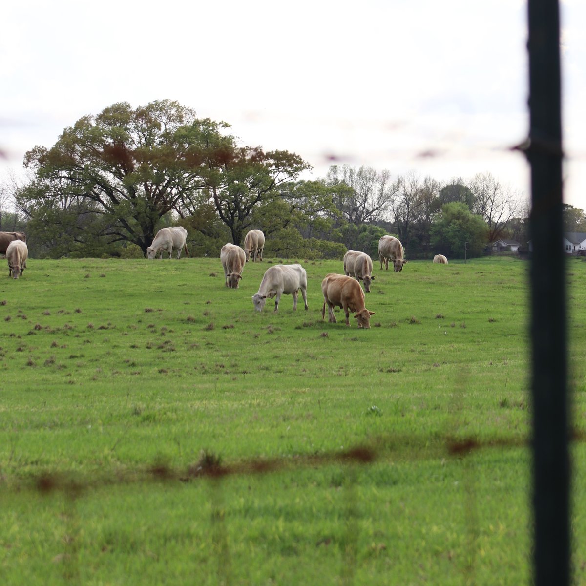 AlfaFarmers's tweet photo. Home is where your herd is.

We certainly hope time at home with your herd — both bovine and human — is treating you well during self-isolation, social distancing and quarantine.

Thanks for doing your part to #FlattenTheCurve! https://t.co/lLKCxr9NFx