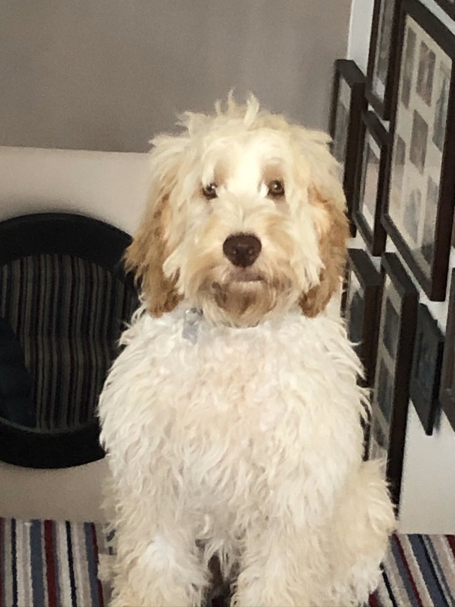 Poor Elvis is bored 😐 that face should cheer you up 😘also needs a trim but might have to be a home haircut for a few months 😜🐶