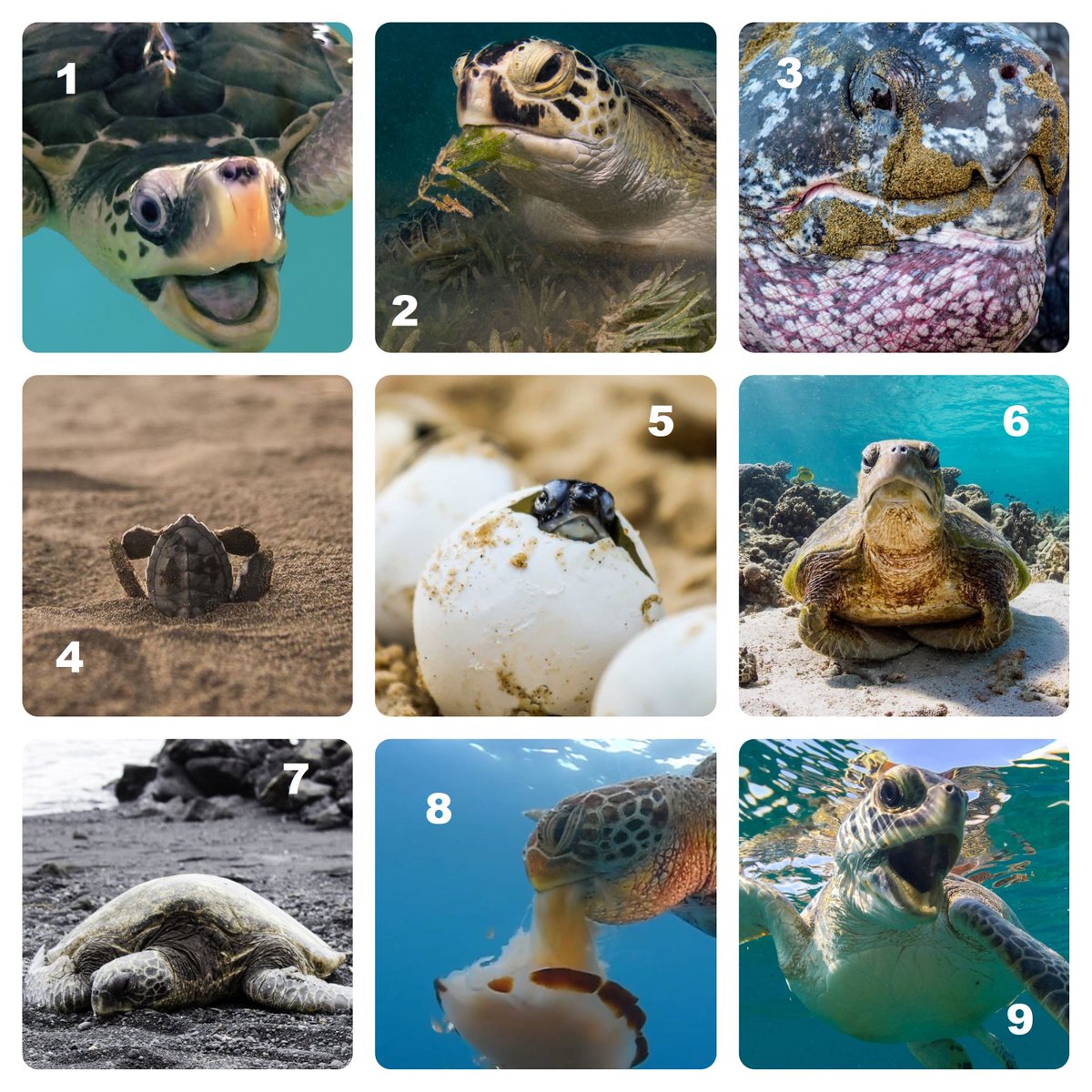 conserveturtles's tweet photo. What stage of quarantine are you?? Let us know! https://t.co/TQJthcCrkt