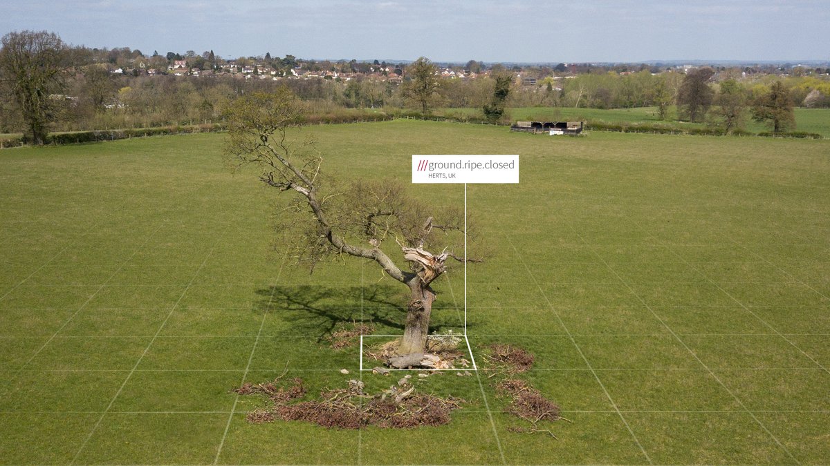 Lone tree standing in a field. What3words address reads ground.ripe.closed.