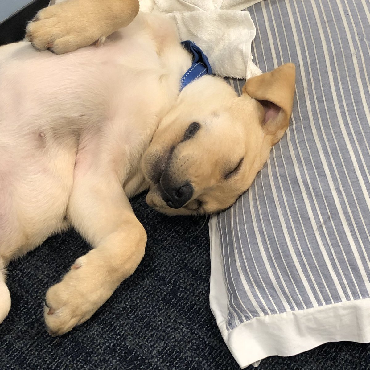 boltspup's tweet photo. Today my human taught me a new phrase called “happy birthday”... still trying to figure it out but it seems to mean I get lots of extra pets and snacks 🐾 https://t.co/Lt1C9dKhBw