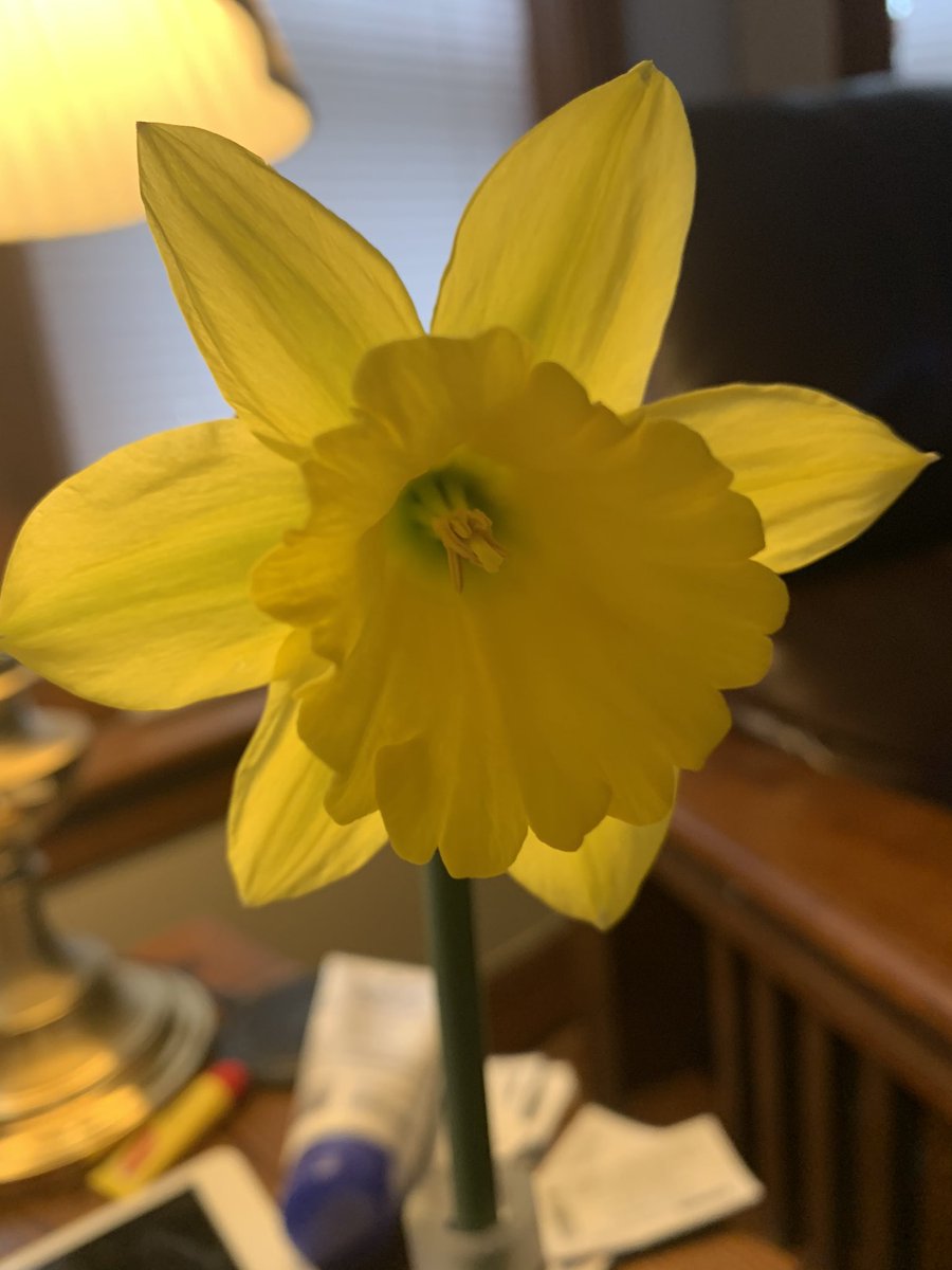 1st daffodil of the season. We all need something to brighten our day #InThisTogether