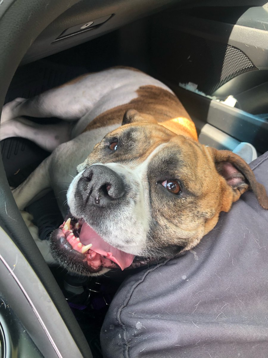 BulldogMiranda's tweet photo. Don’t mind me mooom #iswearthisiscomfortable #sittingonthefloor #bumheat #smartdoggo #weirddoggo #dogsoftwitter #dogsofquarantine #idoweirdthingswhenimbored #PhotoChallenge2020March #bulldogmiranda https://t.co/27WJGwvEHQ