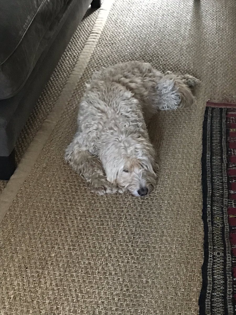 oscardude77's tweet photo. When home confinement means napping all day... happiness is a warm sleepy puppy 🐶💗 #CutenessOverload #cockapoocuteness #napping #chillin #confinementbliss https://t.co/NeHCBoU6TJ