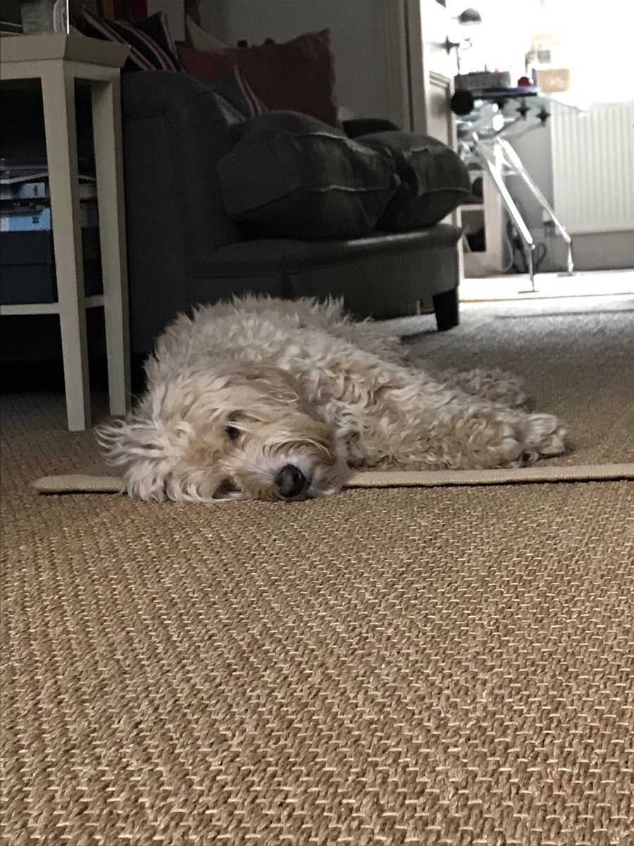 oscardude77's tweet photo. When home confinement means napping all day... happiness is a warm sleepy puppy 🐶💗 #CutenessOverload #cockapoocuteness #napping #chillin #confinementbliss https://t.co/NeHCBoU6TJ