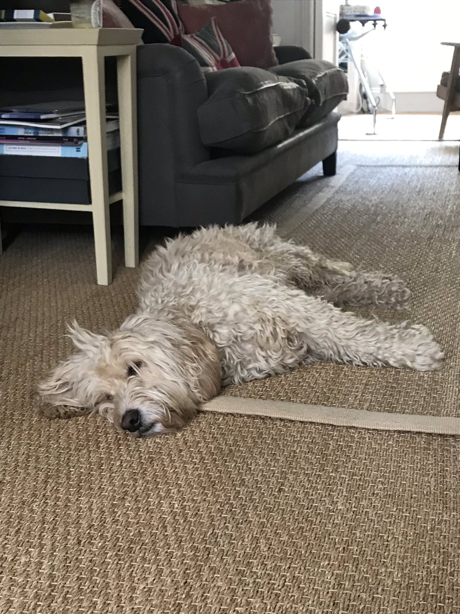 oscardude77's tweet photo. When home confinement means napping all day... happiness is a warm sleepy puppy 🐶💗 #CutenessOverload #cockapoocuteness #napping #chillin #confinementbliss https://t.co/NeHCBoU6TJ