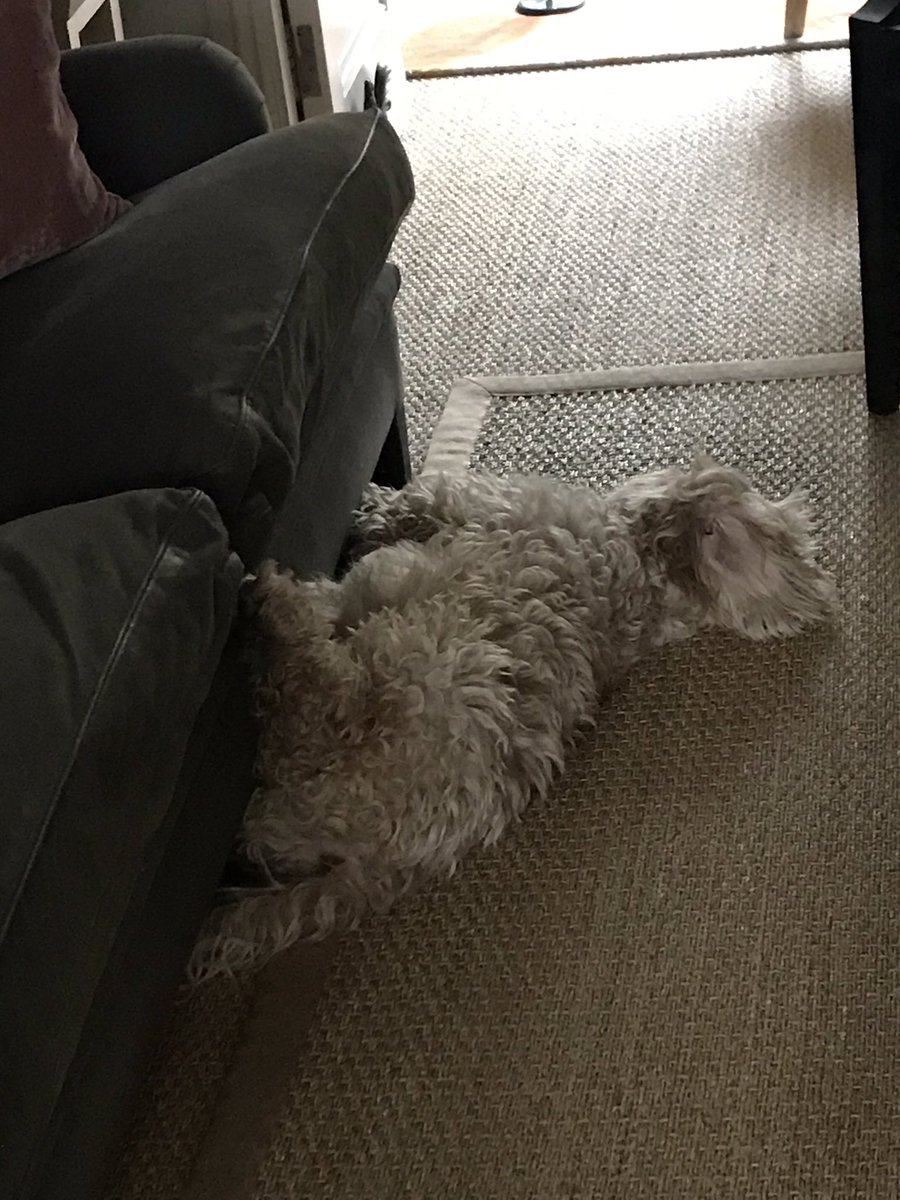 oscardude77's tweet photo. When home confinement means napping all day... happiness is a warm sleepy puppy 🐶💗 #CutenessOverload #cockapoocuteness #napping #chillin #confinementbliss https://t.co/NeHCBoU6TJ
