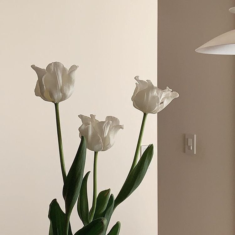 noturfeihuax's tweet photo. ∘  ͓ 🧤➳ 𝚊 𝚙 𝚛 𝚒 𝚕 𝚠𝚒𝚜𝚑 、🛒 ☁️🐰 ♡̷̷ ˙ ∘ https://t.co/dqdjWg5WHi