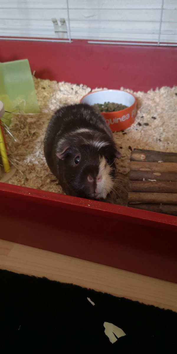 TheAutisticRN's tweet photo. The face of give me food. #guineapig #studentnurse #caringprofessional https://t.co/6n820ZcRcb