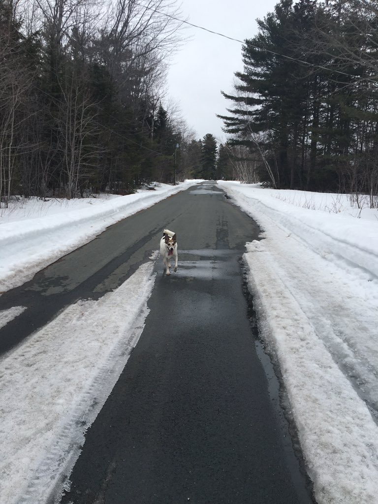 Still trying to get used to #remoteworking ? Here is today’s tip: continue to do the things! If getting out for a lunch hour walk is something you did at the office, then do it. Maisy &amp; I are keeping our distance #lifewithMaisy