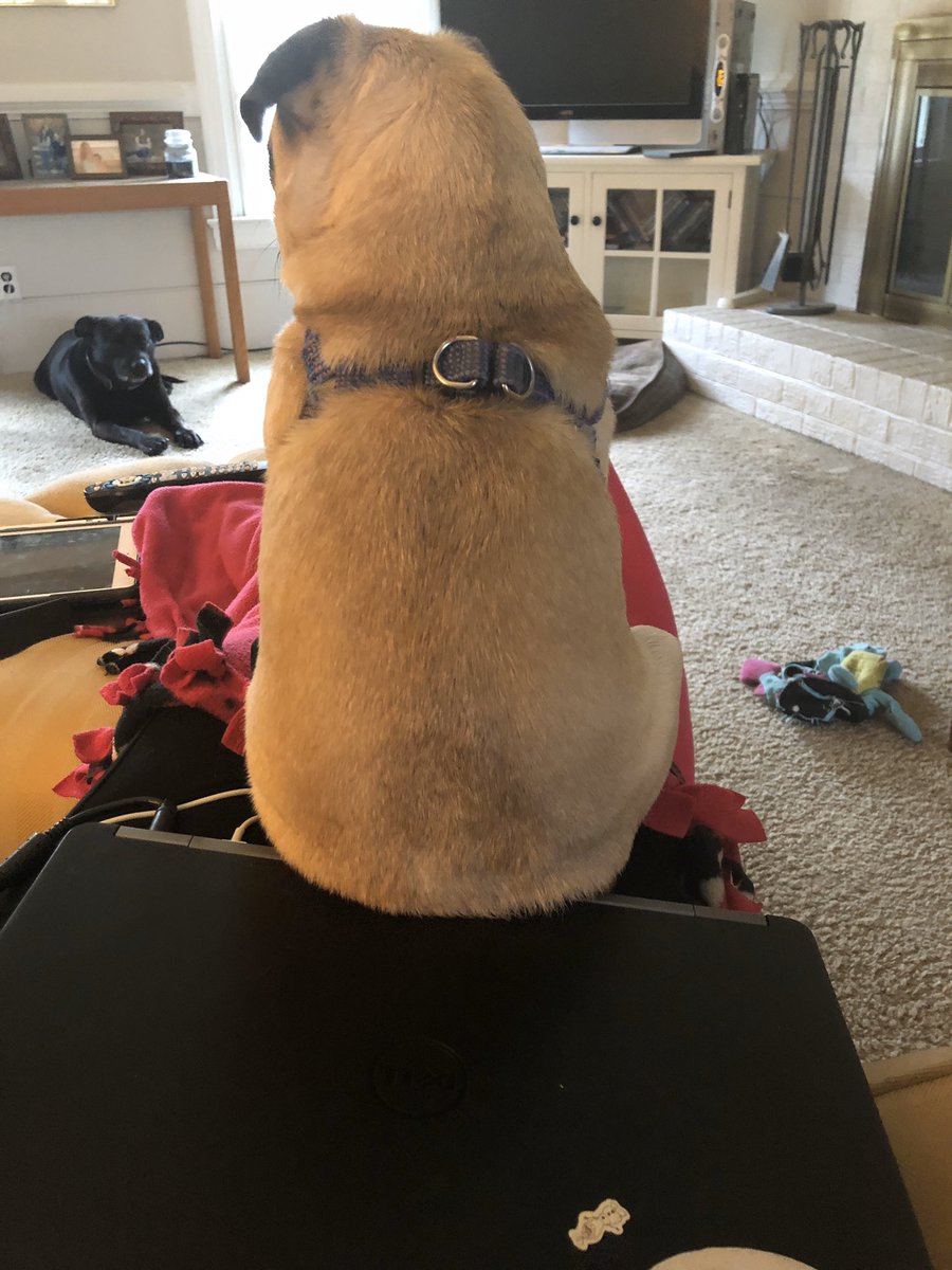 sullypug1's tweet photo. If you try really hard, you can close the laptop for the people. Now pay attention to me! #pugs #Quarantinelife #distance #homeforme https://t.co/Vevp0EfXwN