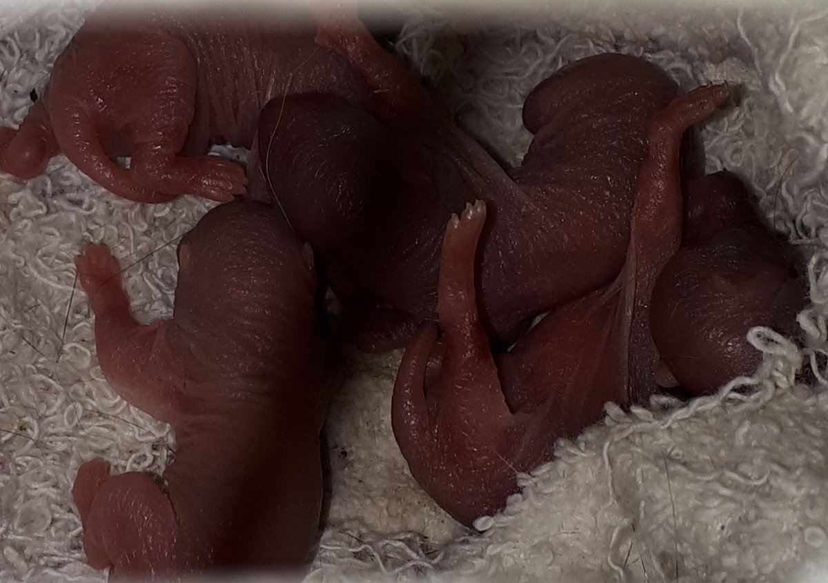 holly_haven's tweet photo. Congratulations to mama Red Squirrel! It's quadruplets! https://t.co/dTexnPqJFO