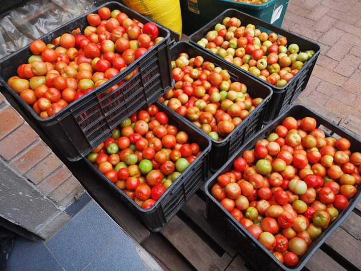 PhanueljrTendai's tweet photo. Tomatoes for sale free delivery per in Harare/outside harare during the lockdown. Contact us on 0779563791/2 !!! https://t.co/JQOVQgfTNC