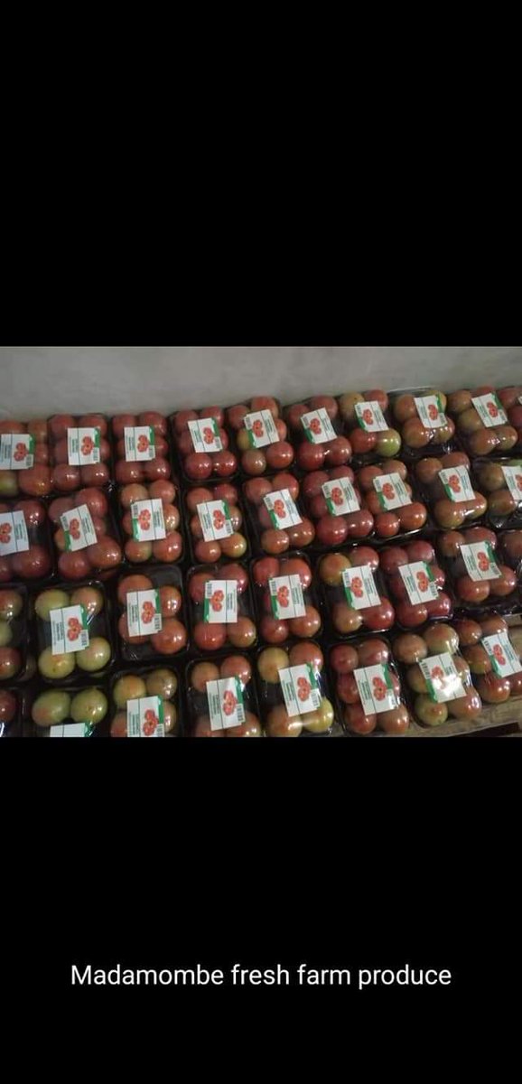 PhanueljrTendai's tweet photo. Tomatoes for sale free delivery per in Harare/outside harare during the lockdown. Contact us on 0779563791/2 !!! https://t.co/JQOVQgfTNC