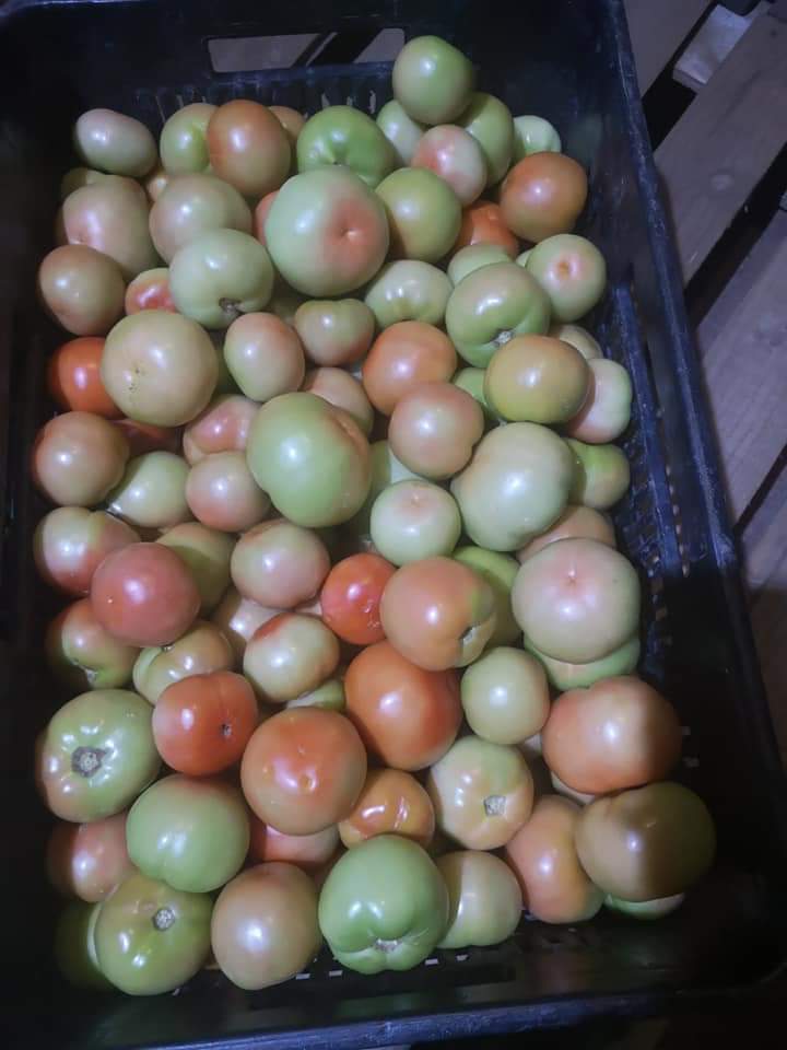 PhanueljrTendai's tweet photo. Tomatoes for sale free delivery per in Harare/outside harare during the lockdown. Contact us on 0779563791/2 !!! https://t.co/JQOVQgfTNC