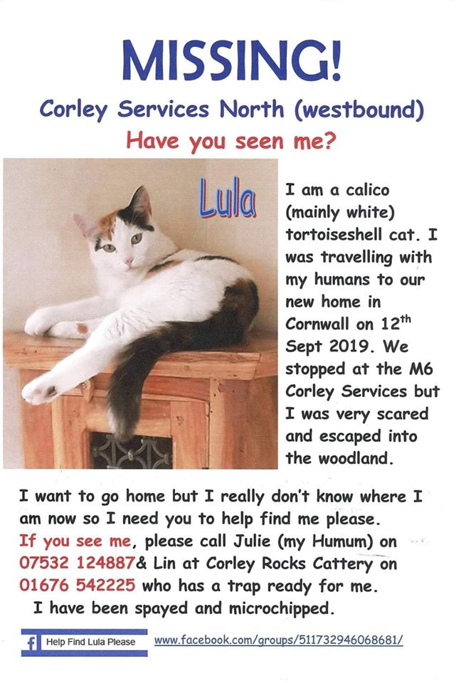 MoggiesR's tweet photo. 🔴#FindLula still missing🔴12/09/2019 #FindLula escaped her harness #M6 #Corley #Services nr #Coventry #CV7 #8NR She was enroute to a new life with her family in #Cornwall.
#keepeyespeeled @WelcomeBreakPpl
@KFC_UKI_Help @janice_adams3 @joannew0112 @HelpFindSaffron https://t.co/x96moupzoj