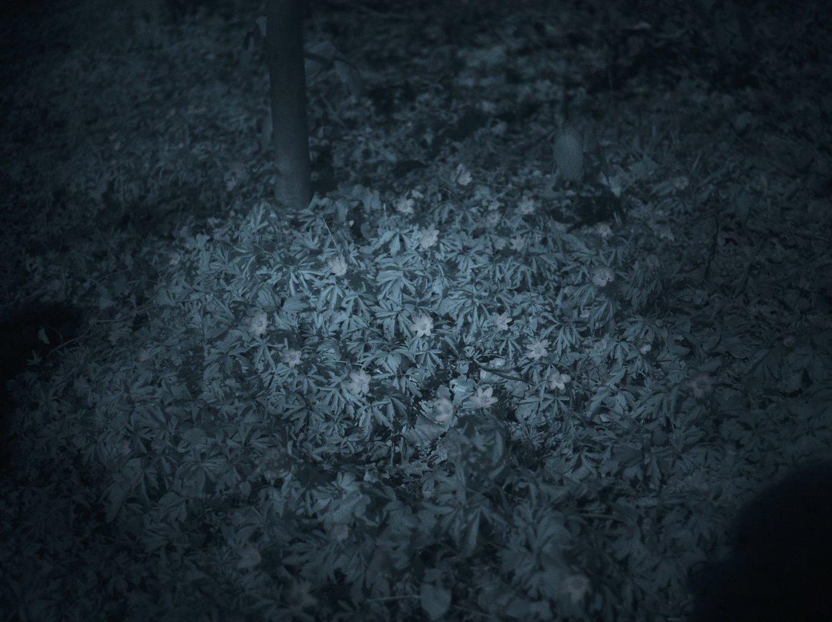 JohnnyXIII1984's tweet photo. In the middle of nowhere again
Olympus OM-D EM5 MKII
Lumix 20mm f1.7 + IR 850 Filter
#PictureOfTheDay #landscape #landscapephotography #infrared #nature #NaturePhotography #picoftheday #olympus #olympusphotography #mft #IRfilter #clouds #sky #forest #woods #leafs #outside #lost https://t.co/wJVc9uAIUz