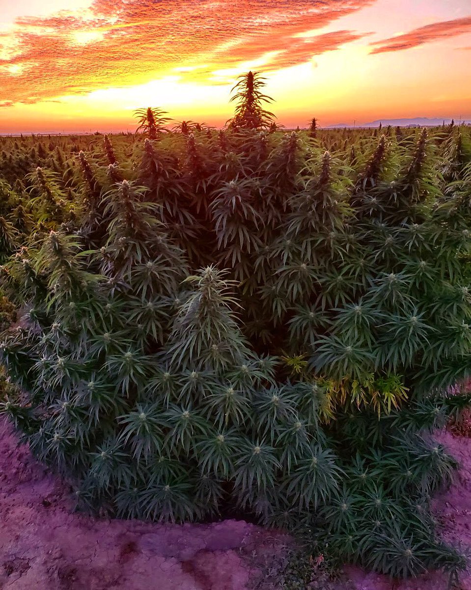 HempDailyLiving's tweet photo. There's something about about a hemp sunset.
.
.
.
#hemp #hempflower #hemplife #hempcommunity #hempfarmers #hempoil #hempproducts #hempseeds #hempheals #hemphemphooray #hempfarming #hempheals #hempfarm #sunset #sunsetlover #sunsetphotography #sunsets #sunset_pics #sunsetgram https://t.co/UjM6HRqRM4