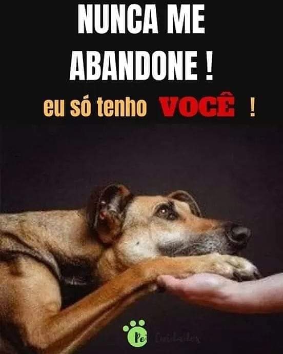 GUARUWEB's tweet photo. #luizamel #protecaoanimal https://t.co/ipjNlFqitF