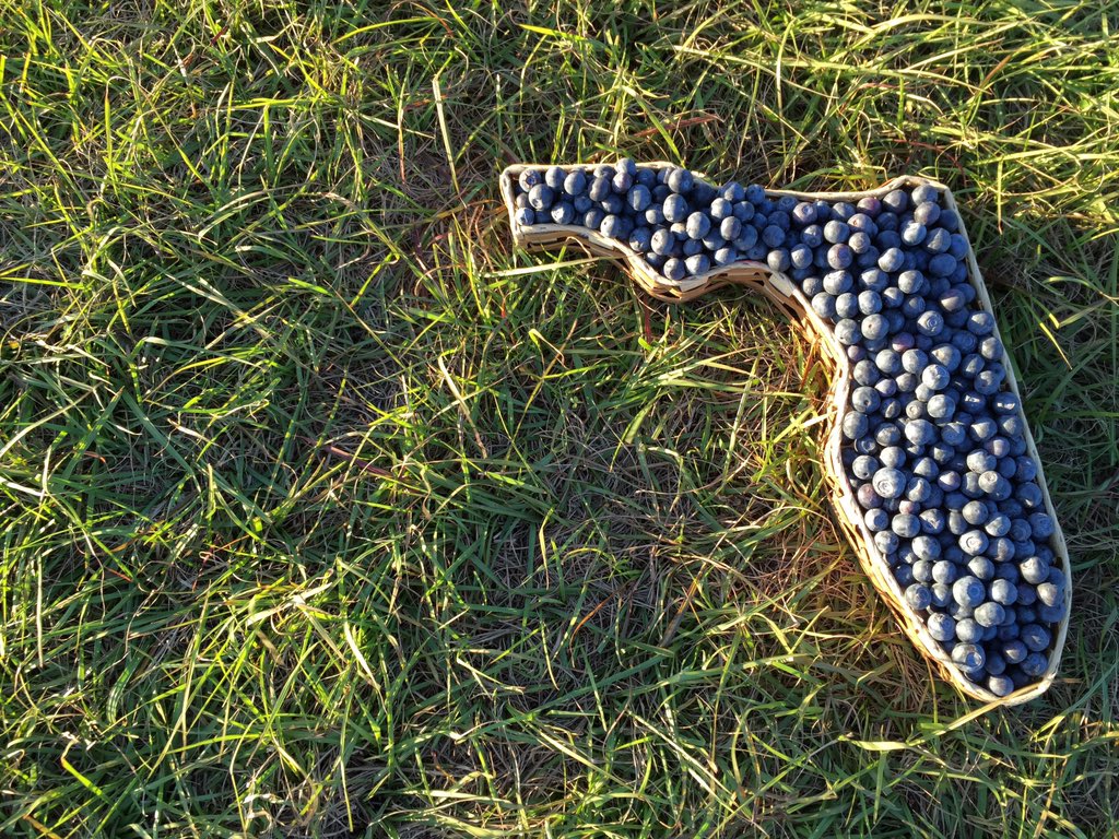 DannyKushmer's tweet image. Join me and the @FlaFruitandVeg &amp;amp; @the_FBGA in encouraging our local grocers to buy and sell @freshfromFL produce. 
 
#FFVA #FloridaFarmers #InThisTogether #KeepTheAgEconomyStrong #FloridaGrown #ThankAFarmer