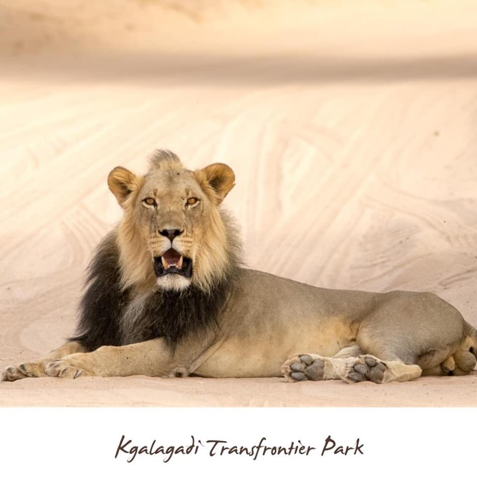 legend_safaris's tweet photo. Let us tell you a little about Kgalagadi Transfontier Park. Experience amazing sights during the day and magic in night sky.
#Kgalagadi #savannah #desertsafari #legend_safaris #legendsafaris #animalsights #africanskies #africa #leopard #lion #exploreafrica #safarivehicle https://t.co/WWxhFbrSEb