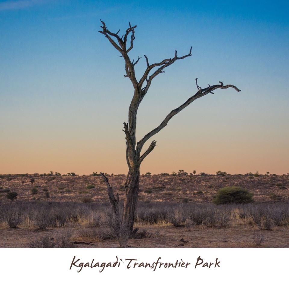 legend_safaris's tweet photo. Let us tell you a little about Kgalagadi Transfontier Park. Experience amazing sights during the day and magic in night sky.
#Kgalagadi #savannah #desertsafari #legend_safaris #legendsafaris #animalsights #africanskies #africa #leopard #lion #exploreafrica #safarivehicle https://t.co/WWxhFbrSEb