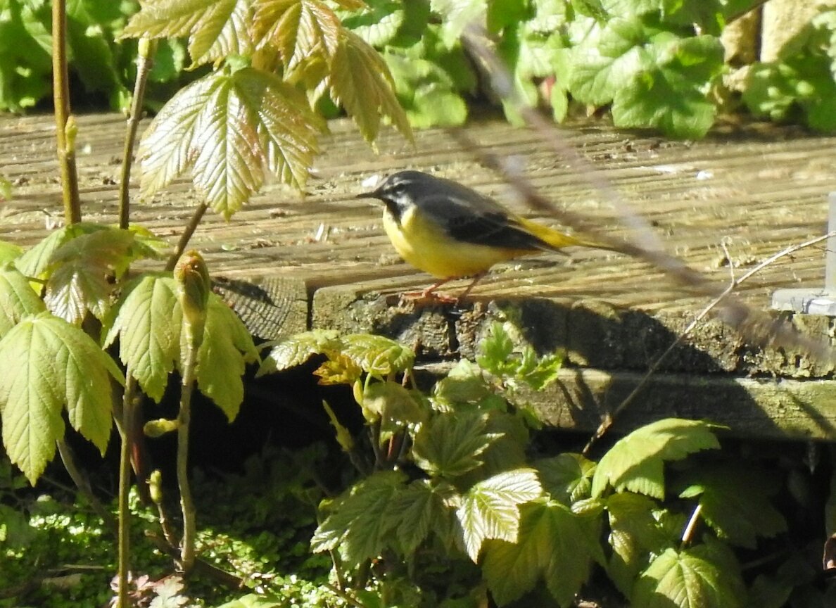 martingreenish4's tweet image. A few more snaps taken on our exercise walk along the Stroud Canal this morning. Turkeys ticked ✅ With @chelle36964384 #Stoud