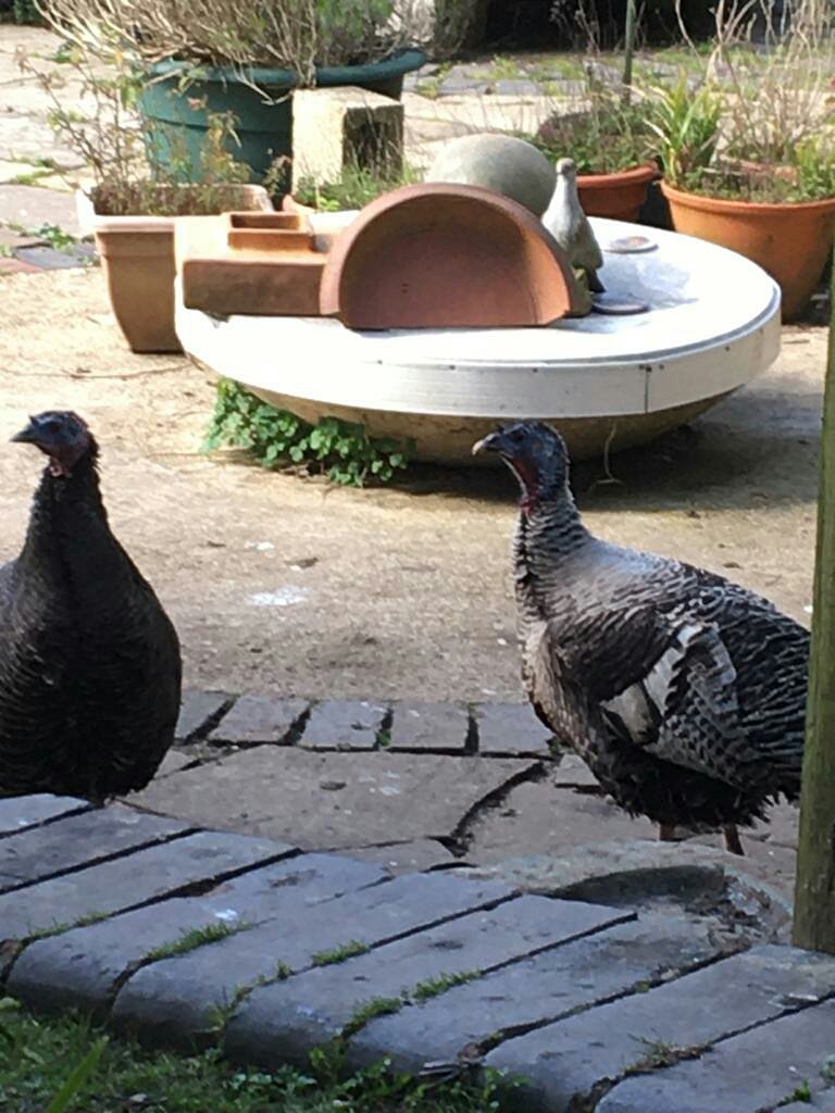 martingreenish4's tweet image. A few more snaps taken on our exercise walk along the Stroud Canal this morning. Turkeys ticked ✅ With @chelle36964384 #Stoud