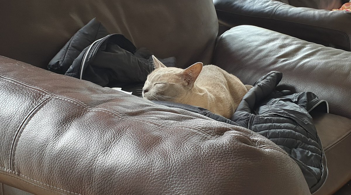 miche_greenidge's tweet photo. In my rahtid jacket!

#goayuhbed #badbrock #licclebrute #dyamlazy #nuttenbetterfiduh #kai #burmese #burmeselilac #love #bleseed #cat #meow #snoring #littlelion #cuteness #beautness https://t.co/PEY4Ak3xLx
