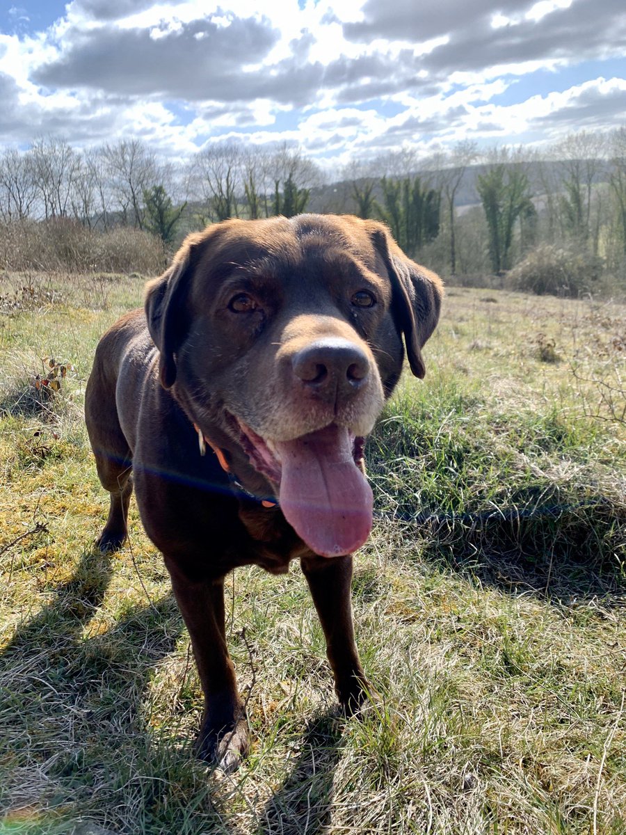 Obi_Obs's tweet photo. #TongueOutTuesday #dogsoftwitter #labradorsrule #frodaball https://t.co/OH5JftAhYA
