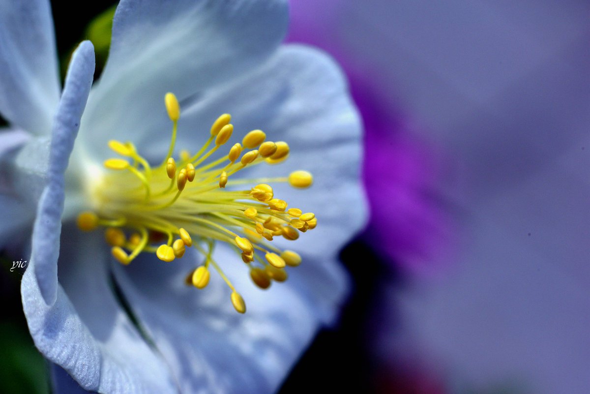 老微距鏡下白色夢幻草Columbine

耬斗菜