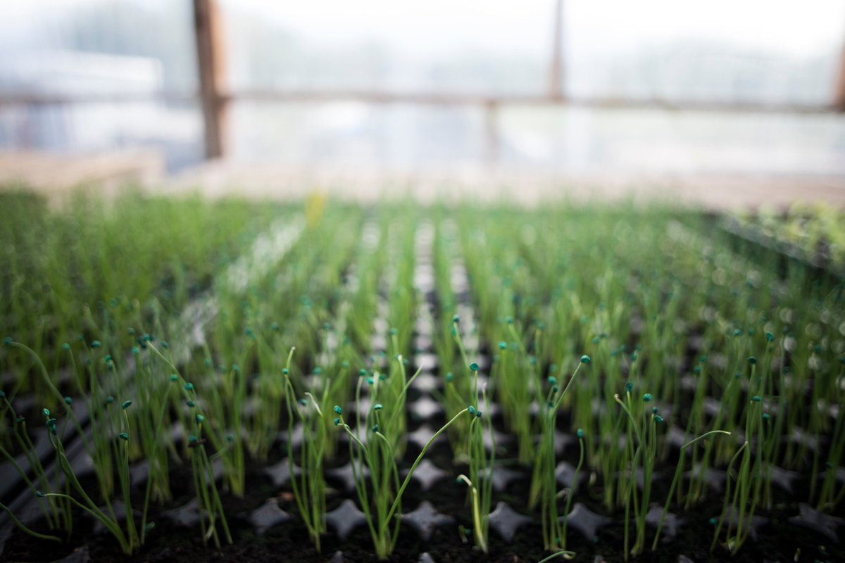 Brilliant rise in food-growing interest 🥬🥦But we need to think beyond the crop to where our seed is coming from, and where we're going to get it next year. Never a better time to learn how to save seed - for #resilience, #foodsecurity and #cropdiversity! seedsovereignty.info/resources/intr…