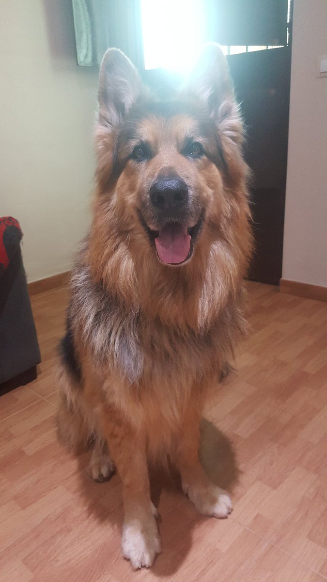 BarbaraPV2's tweet photo. Al #Mal ......#Tiempo ¡¡#buena #cara!!! 😍😍
#Chė #MueroDeAmor #iLoveMiPerrete #PastorAleman  #germanshepherd #YoMeQuedoEnCasa #España https://t.co/YOlMmalMPc