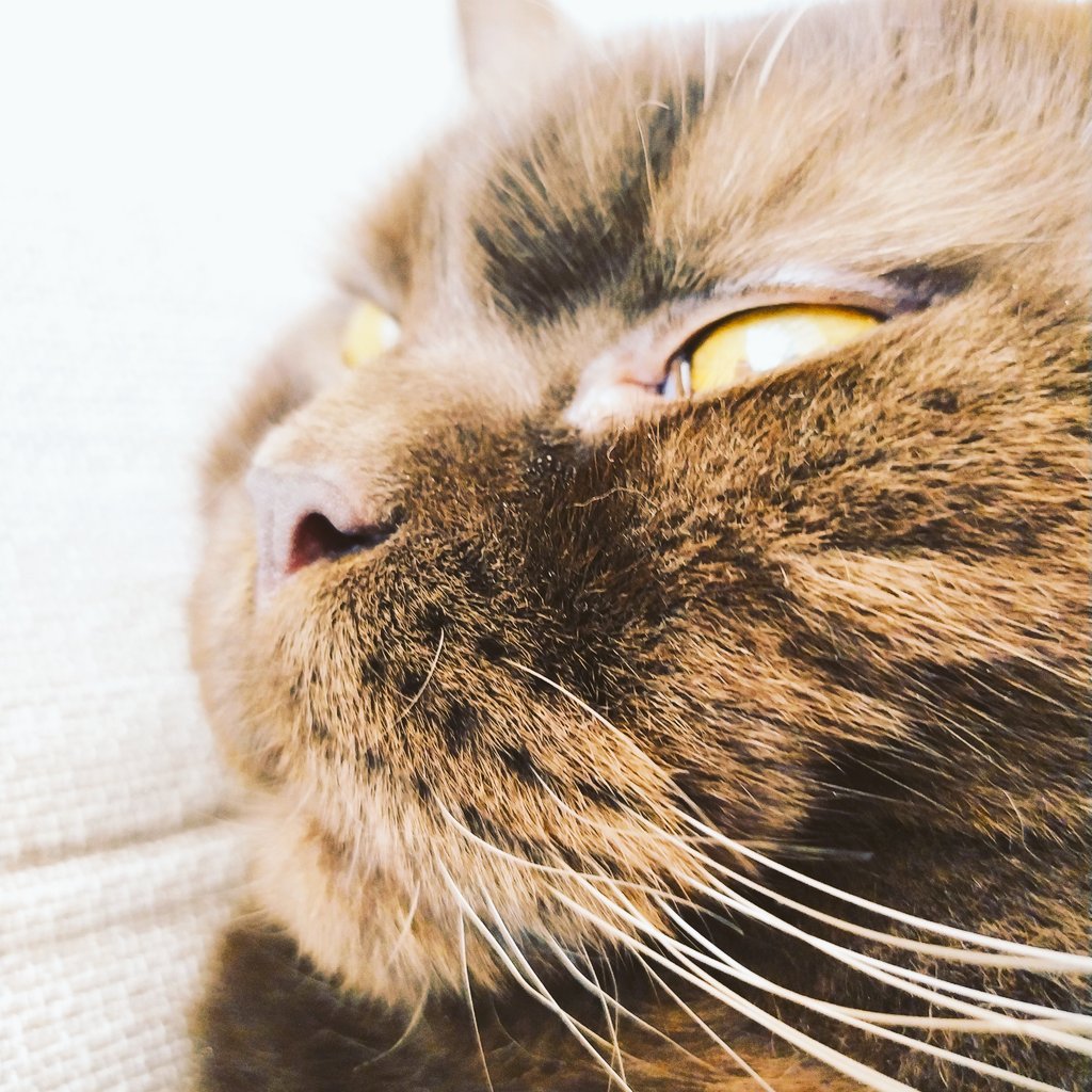 KitoKaba1's tweet photo. Was ein schöner Löwenkopf oder ???
#katzenliebe❤️ #katzenfreunde #katzeliebe #katze🐈 #diekatze #lebenmitkatze #mitzekatze #katzenfotografie #katzenfreunde🐾 #bestekatze #lionking #simba #cat #cats #animallovers #lioness #lionlover #lionspirit #bestmeow #pet #catlove #animal https://t.co/bYwRPtOKPv