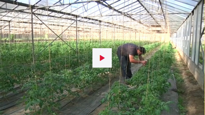 Le maraîcher cultive les légumes en plein champ ou sous serre. Découvrez ce #métier dans une vidéo de l’<a href="/Onisep/">Onisep</a> sur oniseptv.onisep.fr