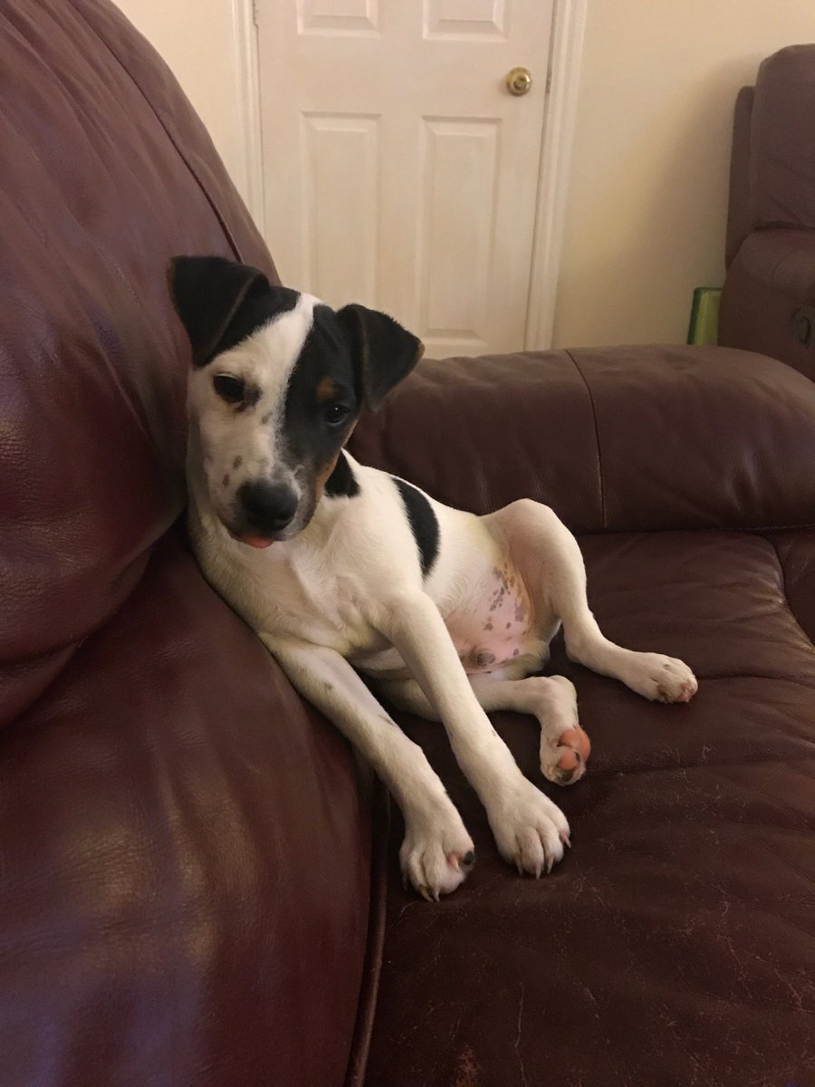 skip14710011's tweet image. #TongueOutTuesday Eddy with a sneaky one!