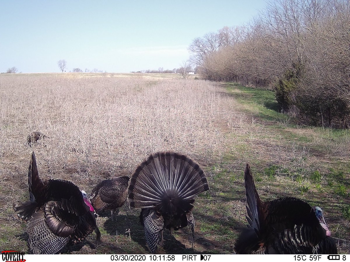 BEOUTDOORScom's tweet photo. Standing beans providing nutrition year round. #foodplots #deerplot #whitetail #deer #wildturkey #springturkey https://t.co/kbOYcTvjL3