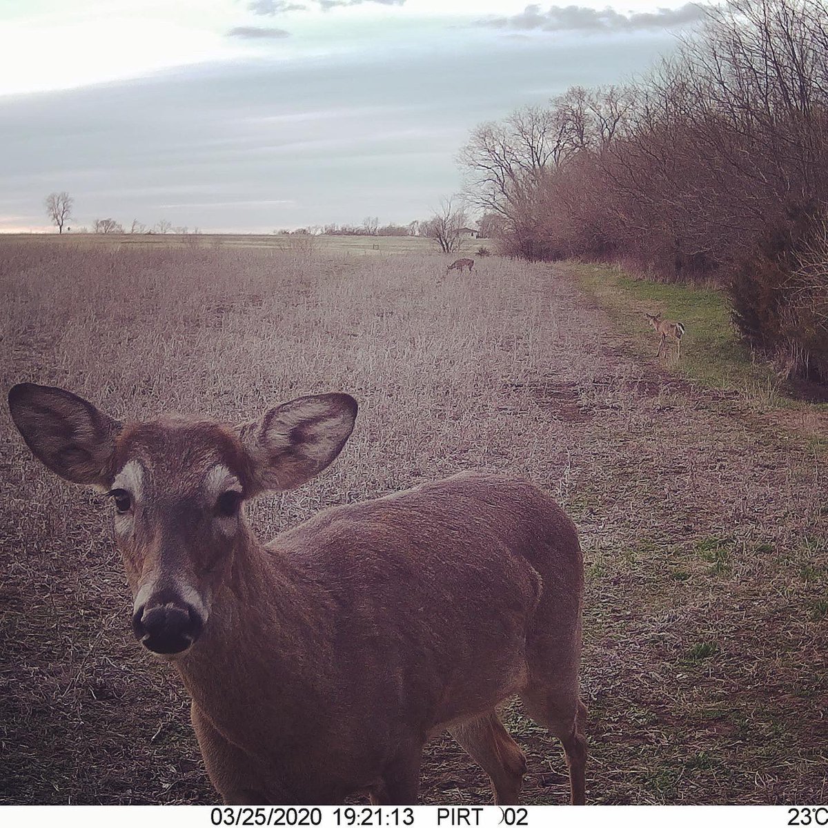 BEOUTDOORScom's tweet photo. Standing beans providing nutrition year round. #foodplots #deerplot #whitetail #deer #wildturkey #springturkey https://t.co/kbOYcTvjL3