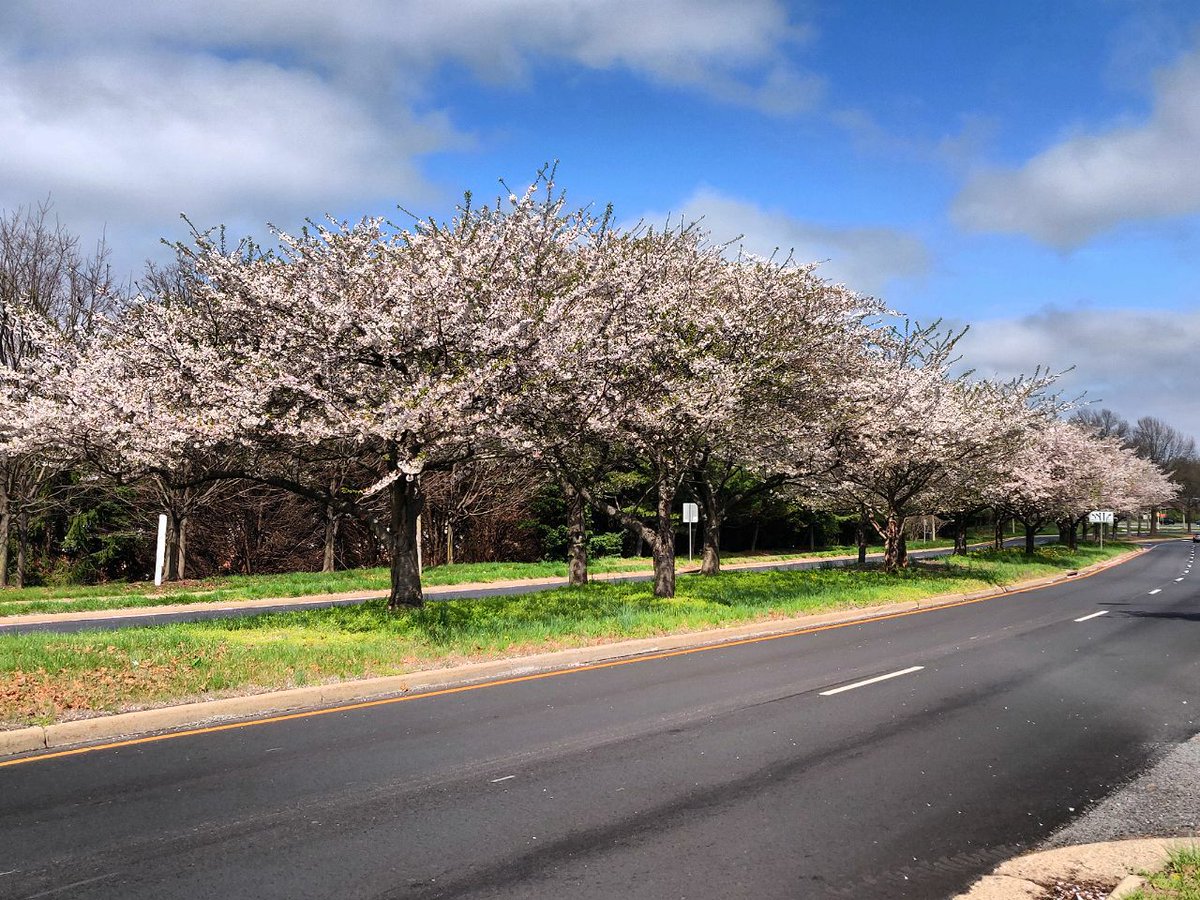 fatmifhs's tweet photo. My dad and I took a walk by some cherry blossom trees in full bloom this past weekend. What #sourcesofstrength are you relying on? #healthyactivities @fhseaglesnest @freedomsources @sourcesstrength https://t.co/rz0Ay8COhr