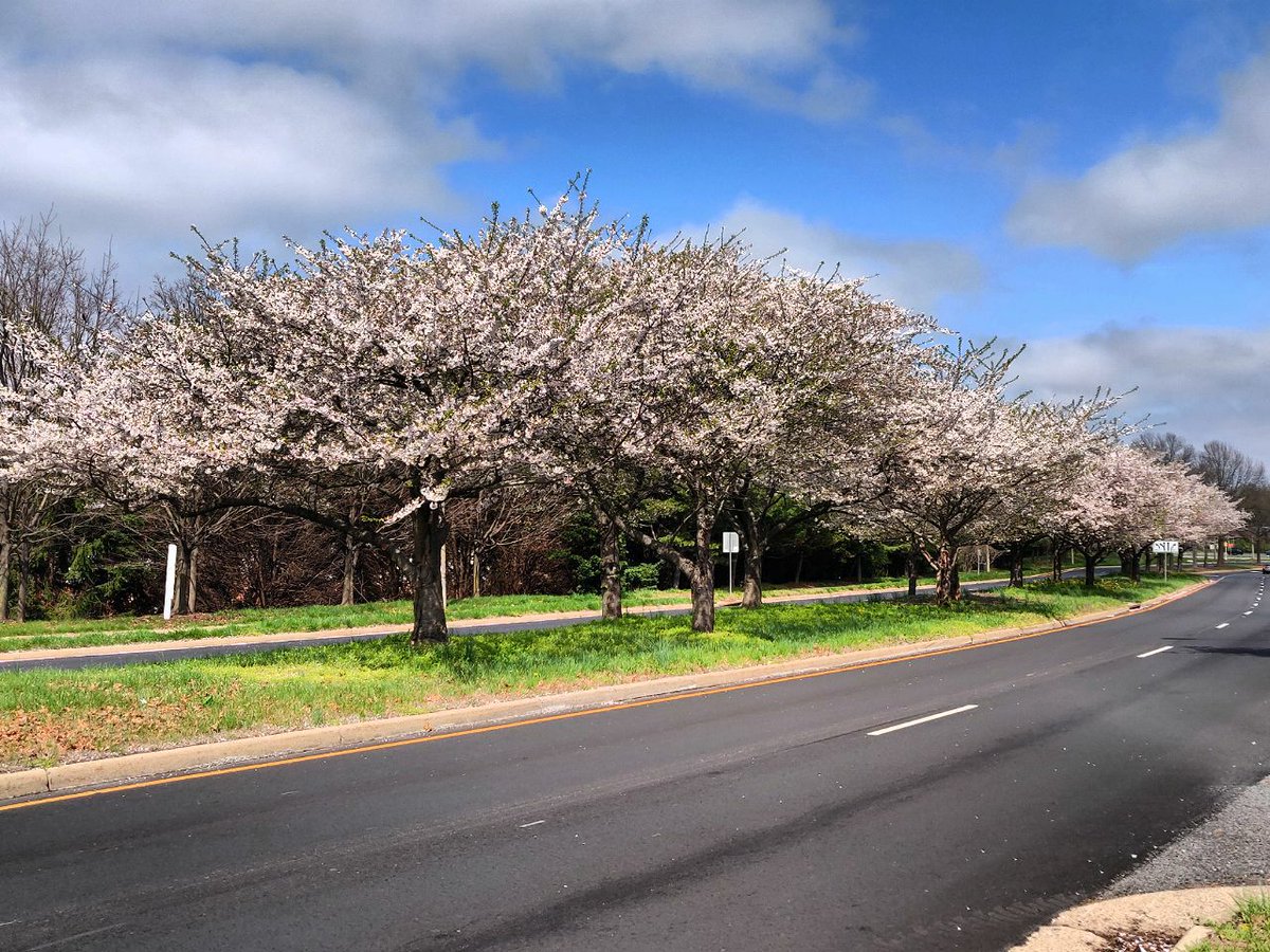 My dad and I took a walk by some cherry blossom trees in full bloom this past weekend. What #sourcesofstrength are you relying on? #healthyactivities @fhseaglesnest @freedomsources @sourcesstrength