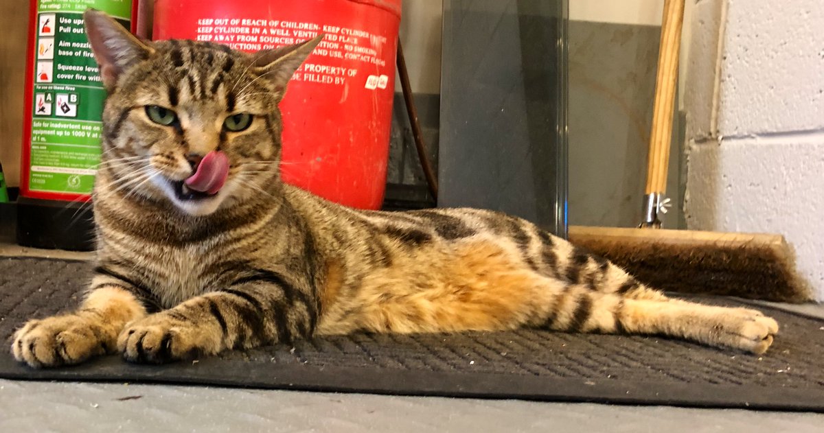 ali__samson's tweet photo. Update on adventures of Factory cat.
Ignoring company social distancing policy on approaching delivery drivers,cat ran to said postal worker,quick leg rub, then vanishes under the van.
Five minutes of searching later, opened bonnet,cat stretches and removes itself from engine bay https://t.co/rfRJhyeGEW