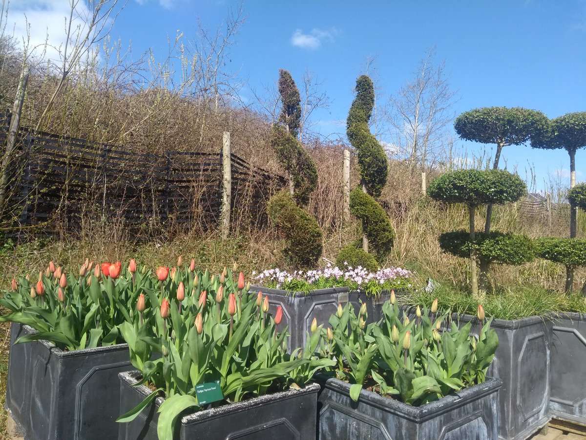 floramental's tweet photo. Today on #BotanicGardenofTwitter it's our beautiful planters that would have greeted visitors at the front gate, looking gorgeous in full flower! 🤩 The red tulips are 'Apricot Foxx' and the lilac bulbs are an Ipheon (I can't find a label though!) https://t.co/ud0Skz75s1