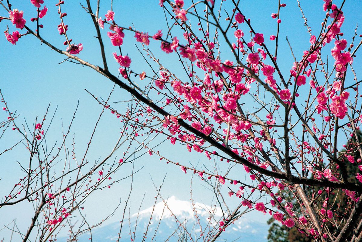 Plum blossom. Японская слива Умэ. Цветущая слива Умэ Япония. Слива mytiang Hong цветение. Слива мэйхуа цветет.