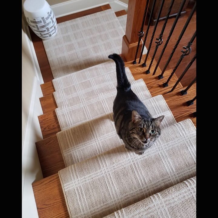 stantondesignco's tweet photo. π» π» π» (Rejoice Platinum)
.
.
.
#repost #stantoncarpet #staircase #cutecats #interiordesign #entryfoyer #homeinspo #homedecor #designer #interiors (πΈ: @floorsbymeg) https://t.co/yQNxpqynn4