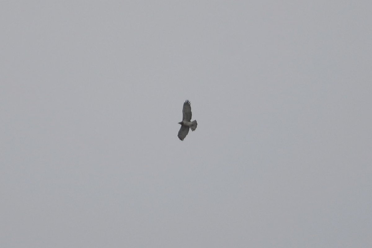 hnlousa's tweet photo. Day 8 to 13 of home vacation. Birding trip is going better than expected, despite bad weather, it was still possible to make new additions to the house window list!

#lowcarbonbirding #greenbirding #BWKM0 #castroverde #AvesDesdeCasa https://t.co/Xr3EA34th3