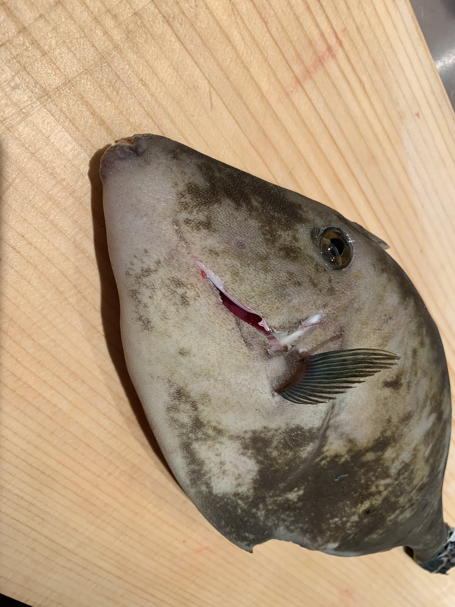 瀬戸内料理すみのえ 銀座八丁目 広島沖産 牡蠣いかだの下で獲れたウマズラカワハギ 30センチぐらいの大きく丸々と栄養を蓄えています 鮮度が命のカワハギ 肝の大きさ 張りをご覧ください 肝は低温調理後にお造り 煮物 肝和え等に 身は薄造り