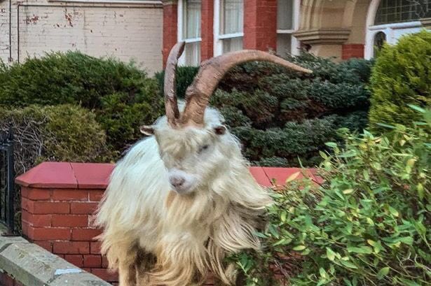 LaytonCharlotte's tweet photo. Llandudno on lockdown so the mountain goats have come down for a look! Pictures shared from another user 😂😂 https://t.co/6txZxtc7tS