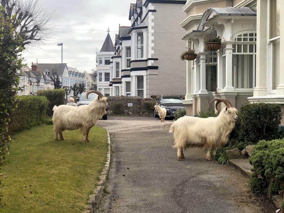 LaytonCharlotte's tweet photo. Llandudno on lockdown so the mountain goats have come down for a look! Pictures shared from another user 😂😂 https://t.co/6txZxtc7tS
