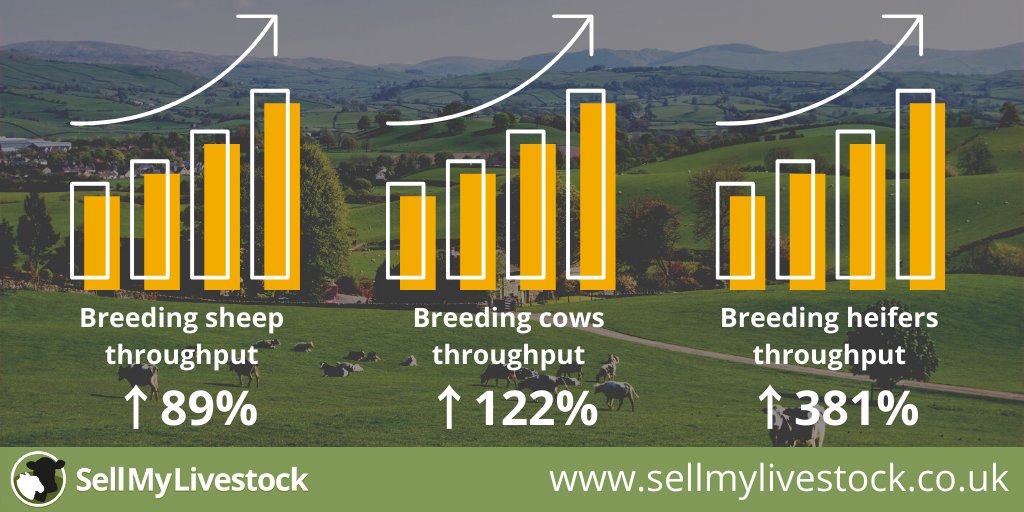 sellmylivestock's tweet image. We’re seeing large increases in breeding stock sales at the moment with breeding sheep throughput up 89%, breeding cows up 122% &amp;amp; breeding heifers up a staggering 381%. 
Please talk to your local mart about working with us. Our door is open. #keepfarmingmoving #wereinthistogether