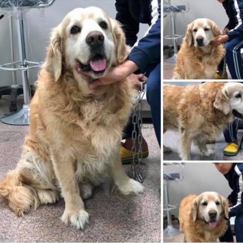 Doaa_Aladdin's tweet photo. Golden retriever male - 11 years old - he decided to go out on an adventure alone and we havent been able to find him and its almost been a week. He was lost on line 5 - Orabi association, obour city - Cairo, Egypt. if you see paulo please contact me #Lostdog #Egypt #cairo #dogs https://t.co/VWIrPsmiqT